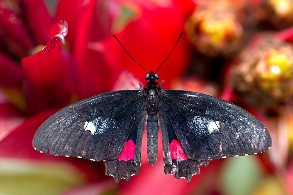 vlinder vlinders hdr insect insecten nederland uitheems Lepidoptera rups rupsen vlindertuin natuur